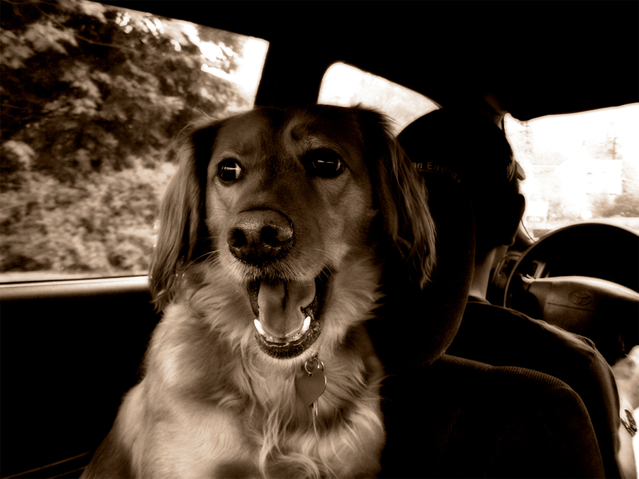 Regras de trânsito para o transporte de animais no carro