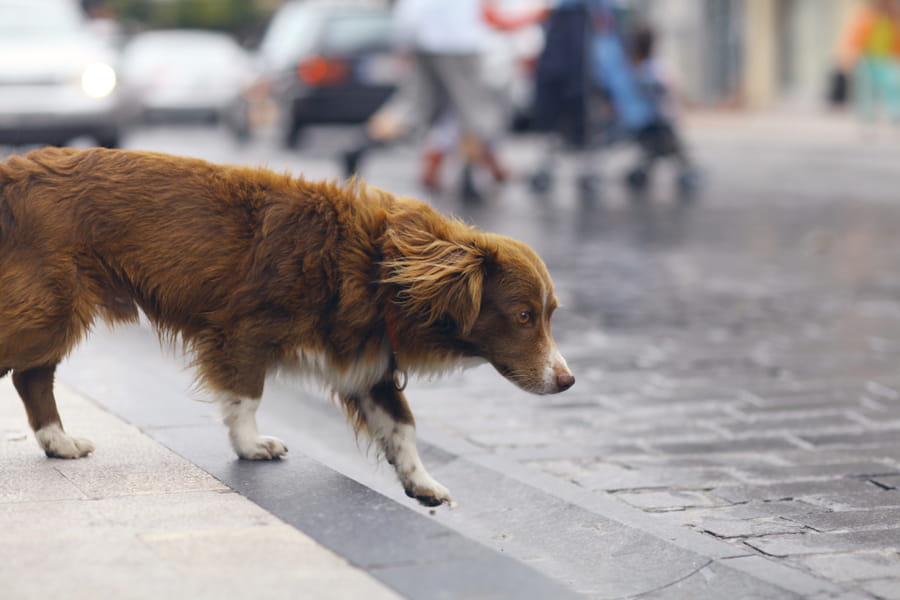 Agora é lei em SP: se atropelar animal, motorista terá que socorrê-lo