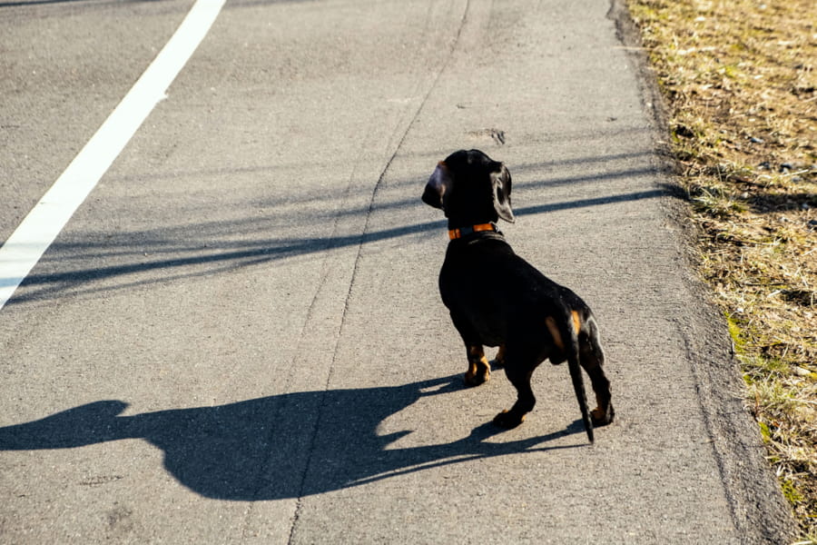 Matar ou ferir animais na direção do veículo pode virar crime de trânsito