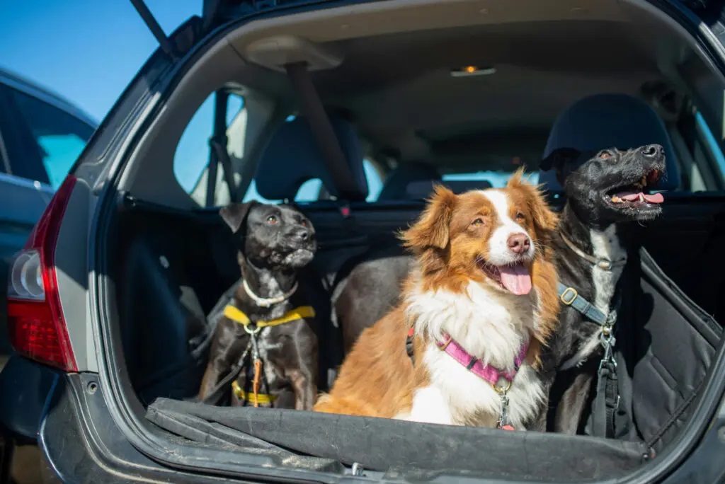 Pets no veículo: o que diz a lei sobre o transporte de animais