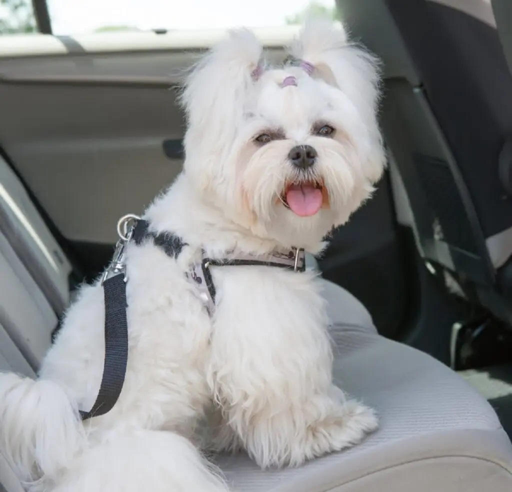 Como transportar meu pet de maneira segura e dentro da lei?